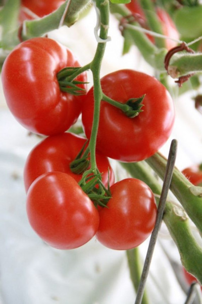 Admiro F1 (100 seminte) tomate cu crestere nedeterminata, De Ruiter Seeds