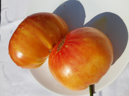 Ananas (20 seminte) Rosii Ananas de culoare atractiva Portocaliu Galben tip Beef