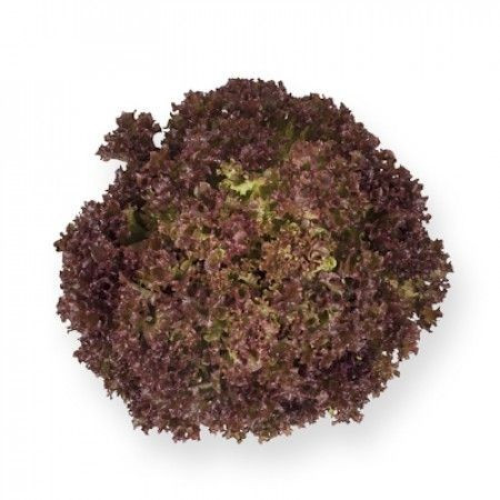 Anthony (5000 seminte) salata creata tip lollo rosa cu frunze de culoare rosu-inchis fine si crocante avand o perioada de vegetatie de 30-40 de zile si nu emite tija florala, Rijk Zwaan