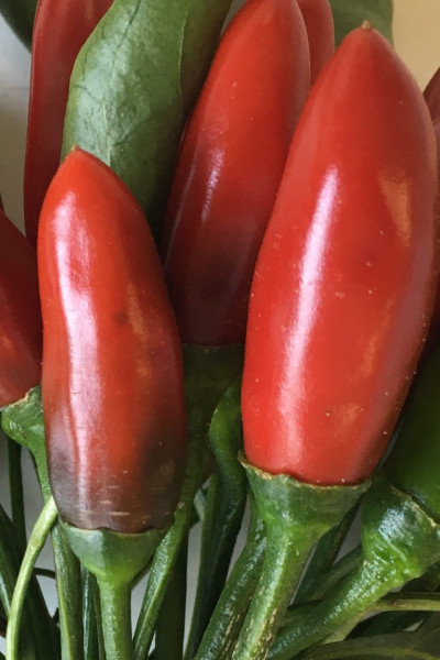 Aquilera (250 seminte) ardei iute, tip chili, Profit Seeds