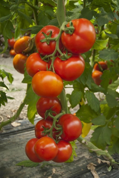 Attiya F1 (1000 seminte) tomate nedeterminate pentru culturile din ciclul 1 si 2 in spatii protejate si camp deschis cu fructe de tip beef de o calitate superioara, Rijk Zwaan