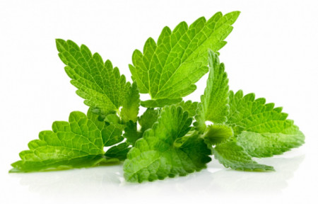 Bee Happy Menta Bio (0,2 g), seminte bio de Mentha rotundifolia, planta aromatica si medicinala, Laktofol
