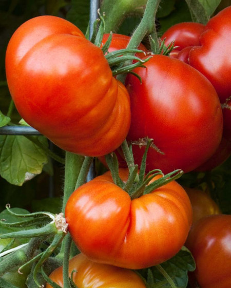 Beefmaster F1 (30 seminte) tomate fructe foarte mari tip gigant, pulpa carnoasa, ferma si dulce tip Beef, Agrara