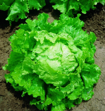 Bionda di Parigi (2 gr) seminte de salata semitimpurie tip iceberg, frunze crocante, Agrosem