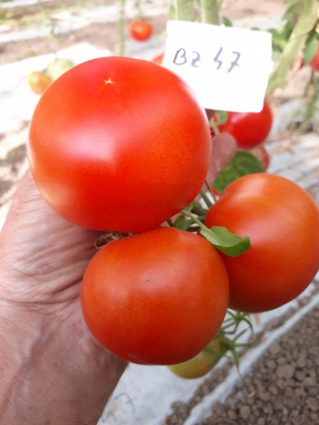 Buzau 47 – 5 gr – Seminte Tomate Romanesti Semitimpurii de la SCDL Buzau