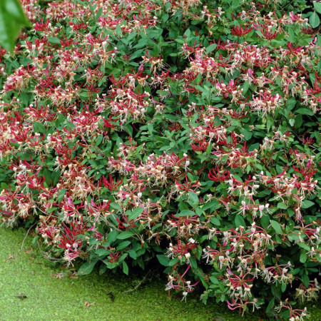 Caprifoi Lonicera Serotina (1 m in ghiveci de 2 L), tufa ornamentala cataratoare "Mana Maicii Domnului" cu flori foarte parfumate, alb cu roz aprins