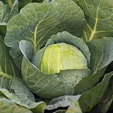 Carbonara F1 - 2500 sem - Seminte de varza alba ce prezinta potential mare de productie si o vigoare ridicata de la Syngenta