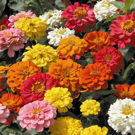 Carciumarese Elegans (1 gr) seminte Zinnia elegans, plane anuale, decorative, Opal