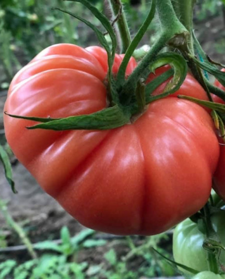 Cassarosa F1 (500 seminte) tomate crete - costate, culoare roz - violet nedeterminate, Yuksel