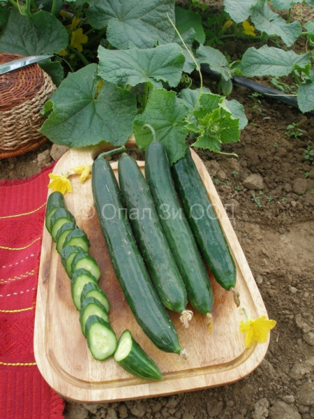 Castraveti Gergana - 50 gr - Seminte de Castraveti soi bulgaresc timpuriu Florian Bulgaria