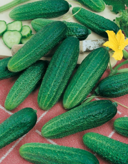 Castraveti Santana F1 (1 g), seminte de castraveti hibrid cu crestere viguroasa si pulpa crocanta, Kertimag