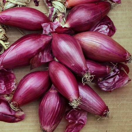 Ceapa lunga de apa Tropea Rossa Lunga (1500 seminte) tip ceapa de apa rosie de Buzau, RACI Sementi