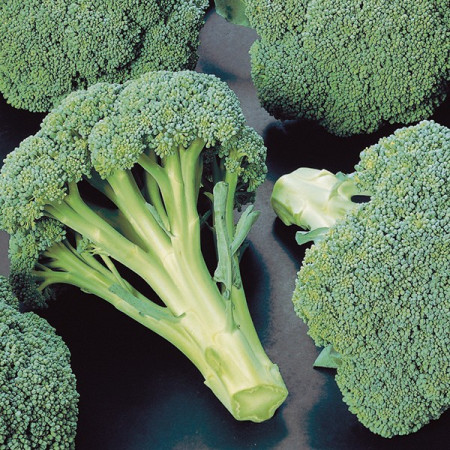 Chevalier F1 (1000 seminte) broccoli semitimpuriu, Seminis