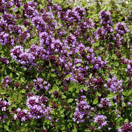 Cimbrisor - Lamaioara (0.3 gr) seminte de cimbru de camp, planta aromatica si decorativa, Agrosem