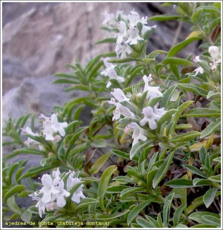 Cimbru de Iarna (Satureja montana) - Seminte Plante Medicinale Cimbru de Iarna de la Florian