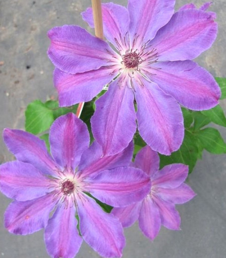 Clematite Baltyk (1.5 m in ghiveci de 2 L) tufa ornamentala cataratoare Clematis, cu inflorire timpurie si flori de culoare violet-purpuriu