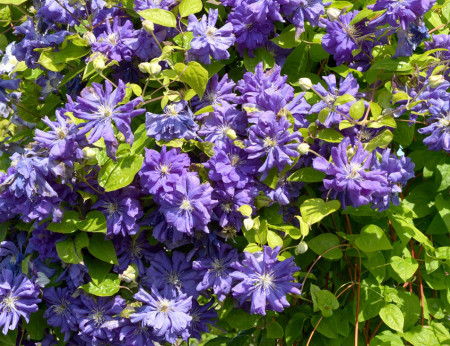 Clematite Floral Dance (ghiveci 2 L) cu flori de culoare albastru închis mereu duble si semiduble, cataratoare Clematis