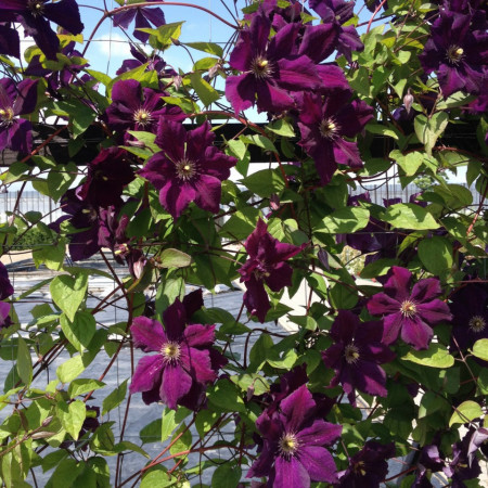 Clematite Grunwald (1.5 m in ghiveci de 2 L), tufa ornamentala cataratoare Clematis, cu flori mari, catifelate, colorate in purpuriu-violet