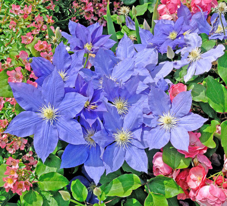 Clematite H. F. Young (1.5 m in ghiveci de 2 L) tufa ornamentala cataratoare Clematis, clematita premiata cu flori foarte mari, de culoare albastru deschis si stamine galbene