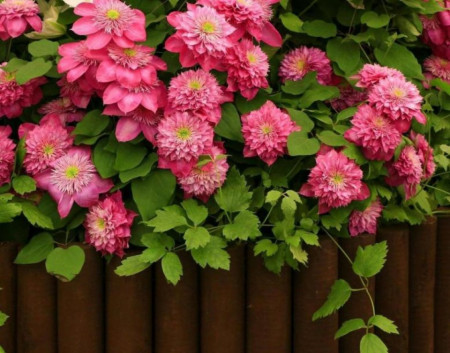 Clematite Kaiser (1.5 m in ghiveci de 2 L), tufa ornamentala cataratoare Clematis, hibrid japonez premiat, cu flori duble roz, potrivita si pentru ghivece