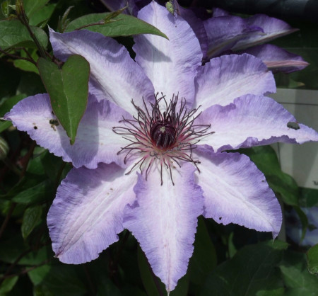 Clematite Misayo (1.5 m in ghiveci de 2 L), tufa ornamentala cataratoare Clematis, hibrid japonez cu flori mari, intr-o combinatie speciala de roz-violet pe margini si alb-roz in centrul petalelor