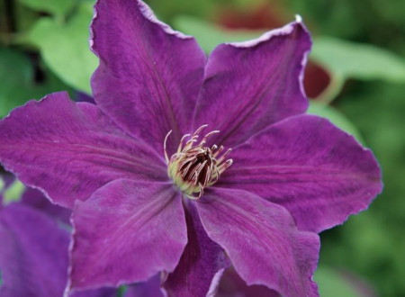 Clematite Moniuszko (1.5 m in ghiveci de 2 L), tufa ornamentala cataratoare Clematis, hibrid polonez cu flori mari, catifelate, de culoare mov inchis
