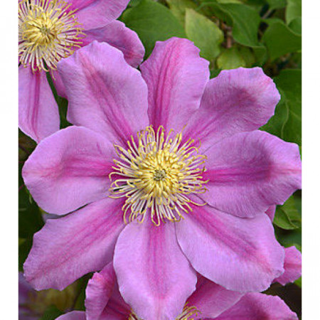 Clematite Pink Beauty (ghiveci 2 L) cu nuanțe de roz amoros deosebit de stralucitoare, cataratoare Clematis