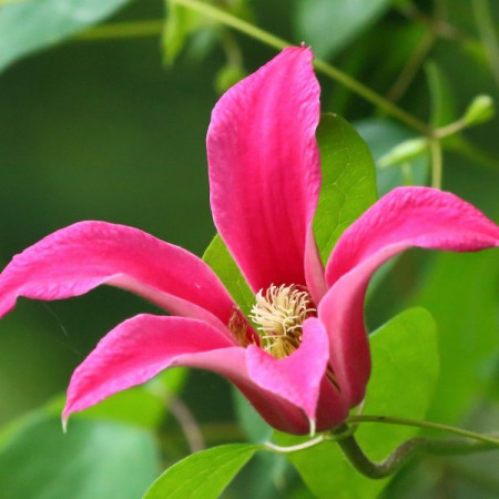 Clematite Princess Diana (1.5 m in ghiveci de 2 L), tufa ornamentala cataratoare Clematis, cu flori uimitoare in forma de lalea de culoare roz stralucitor si fructe pufoase decorative toamna si iarna