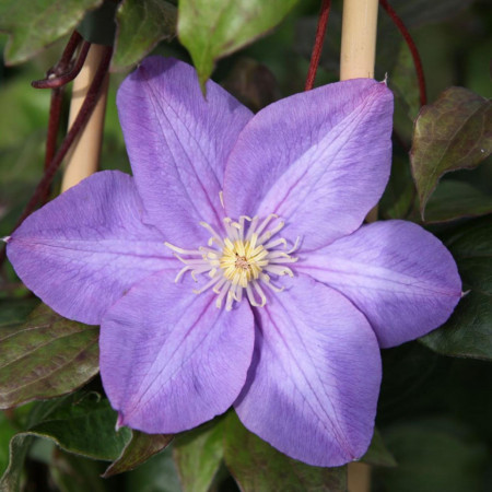 Clematite Vyvyan Pennell (1.5 m in ghiveci de 2 L), tufa ornamentala cataratoare Clematis, varietate premiata, cu flori duble, mari, colorate in violet-albastru cu atingeri de purpuriu-carmin in centru