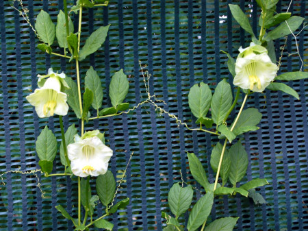 Cobea alba (3 seminte) seminte de planta perena urcatoare cu flori mari, albe, Agrosem