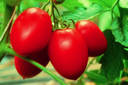 Colibri F1 – 1000 sem – Seminte Tomate cu Crestere Nederminata Alungite – Prunisoara de la Clause