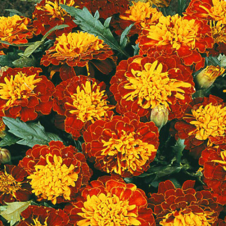 Craite pitice bicolore (0.8 g) seminte de craite Tagetes patula colorate in rosu-caramiziu si galben, Opal