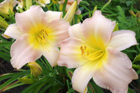 Crin Hemerocallis Catharina Woodberry (ghiveci 1,5 L), crin de o zi cu flori colorate in roz delicat si galben fin