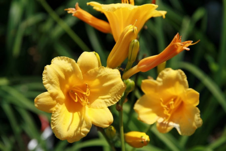 Crin Hemerocallis Stella de Oro (ghiveci 1,5 L), crin de o zi cu flori mari, ondulate, culoare galben-aurie