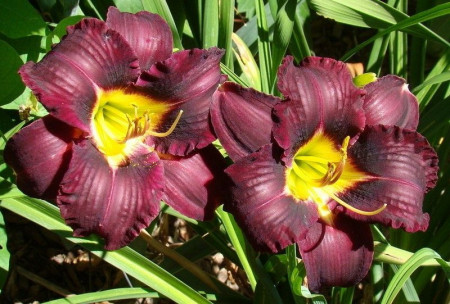 Crin Hemerocallis Super Purple (ghiveci 1,5 L), crin de o zi cu flori mari, aspect catifelat, culoare purpuriu intens