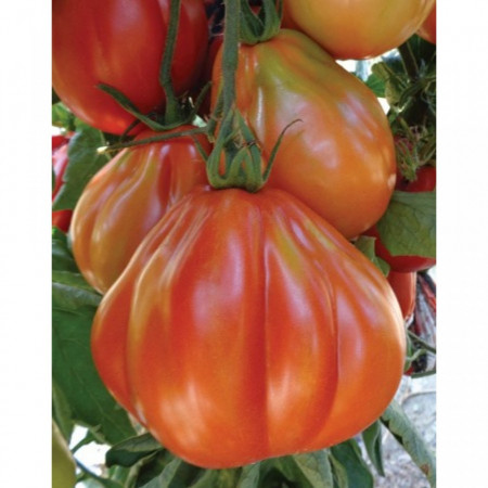 Cuoresisto F1 - 500 sem - Seminte de tomate Cuoresisto F1 tip Inima de Bou pentru sere si camp deschis de la Four Blumen