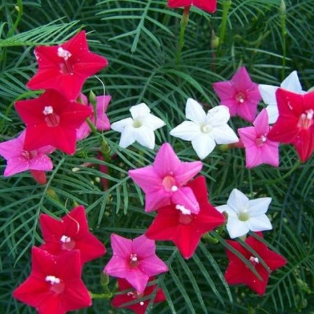 Cypress Vine Ipomoea Pennata Zorele (1 gram), flori minunate Ã®n formÄƒ de pÃ¢lnie multi colorate, Opal