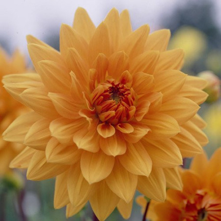 Dalie Noordwijks Glorie (1 bulb) floare culoare portocalie, bulbi de flori, Agrosem