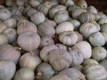 Dovleac Placintar Alb (DE PLOVDIV) - 1 kg - Seminte Dovleac Alb Bulgaresc Calitati Extraordinare