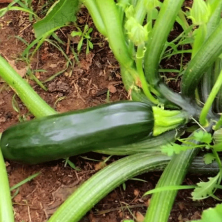 Dovlecel Black Beauty (21 seminte) dovlecel zucchini soi productiv, fara vrej, Agrosem
