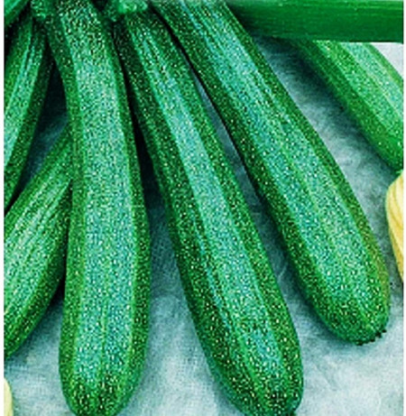 Dovlecel President F1 (14 seminte) hibrid timpuriu zucchini verde, Agrosem