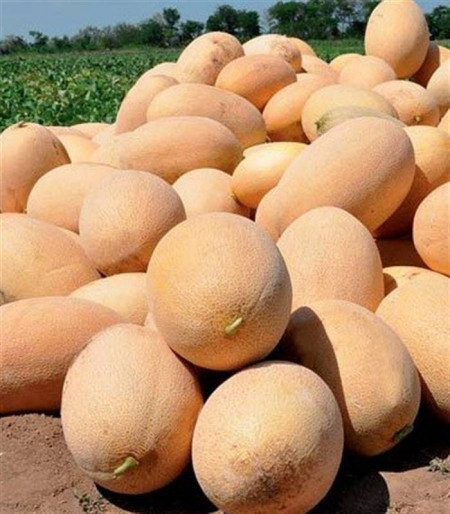 Flander F1 (500 seminte) pepene galben tip ananas oval culoare interioara alb galbuie, Syngenta