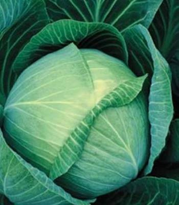 Galaxy F1 (2500 seminte) varza pentru pastrare, Seminis