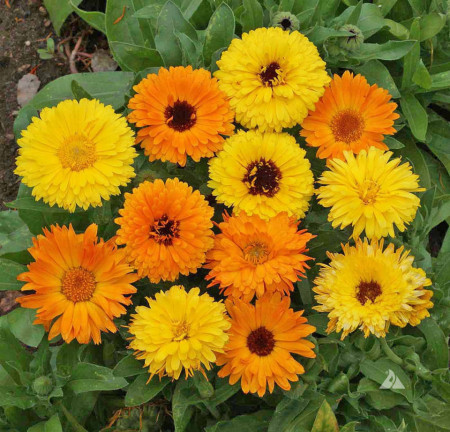 Galbenele Medicinale mix (3 g), seminte de galbenele colorate in nuante de galben si portocaliu, medicinale si decorative, Agrosem