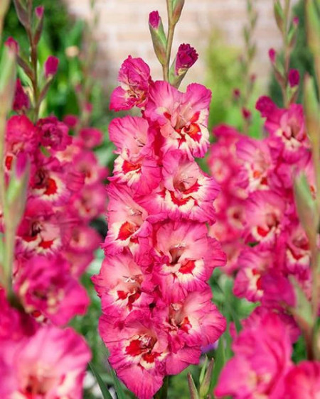 Gladiole Vandohla (7 bulbi), gladiole cu flori mari, intr-o combinatie de rosu intens, roz zmeuriu si accente de alb, bulbi de flori