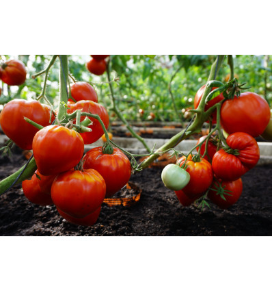 Gourmandia F1 (7 seminte) de rosii in forma de inima, carnoase cu gust deosebit, Claus