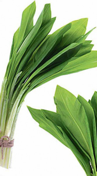Leurda Medicinala (0.15 gr) de leurda, denumita si usturoi salbatic, cu gust si aroma de usturoi, Agrosem
