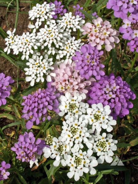 Lilicele (1 g), seminte de flori anuale parfumate Iberis umbellata, colorate in alb, roz si violet, Opal