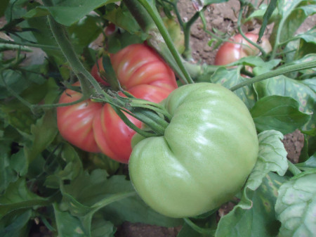 Marechiaro F1 (250 seminte) tomate cu pulpa zemoasa, Profit Seeds
