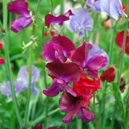 Mazariche de gradina (1 g), seminte de flori cataratoare parfumate si divers colorate, Kertimag